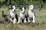 AMSTAFF  PUPPIES 101